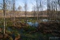 064_Biebrza - kwiecien 2012